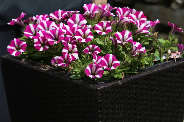 Petunia Hybrida Клумба Разноцветными Петунами Изображение Полное Разноцветных Цветов Петунии — стоковое фото