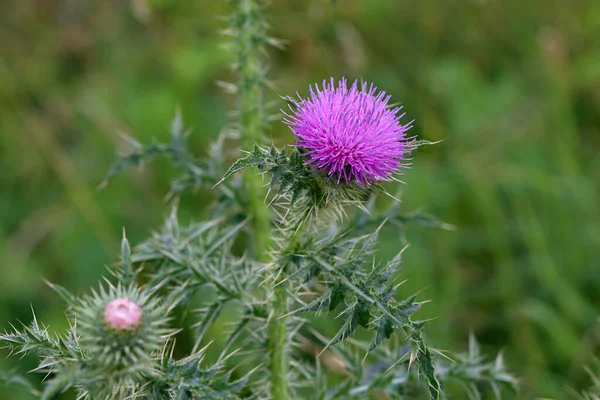 Lila Blüte Einer Distel Einem Städtischen Garten — Stockfoto