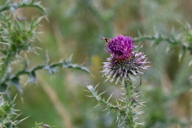 Şehir bahçesindeki bir devedikeni mor çiçeği.