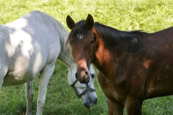 牧草地で夏に馬が放牧 — ストック写真