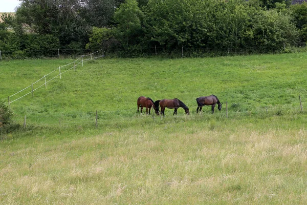 Cavalos Pastam Verão Prado — Fotografia de Stock