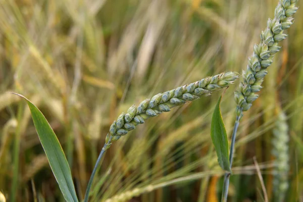 春の畑で自然の中で若い緑の小麦のジューシーな新鮮な耳 — ストック写真