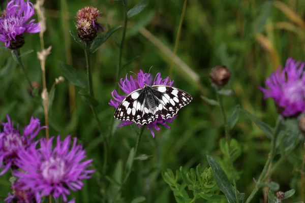 Beau Papillon Est Assis Sur Une Fleur Recueille Nectar — Photo