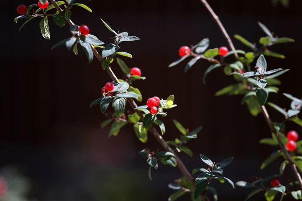 Belles Baies Loup Venimeuses Photographiées Sur Fond Feuilles Vertes — Photo