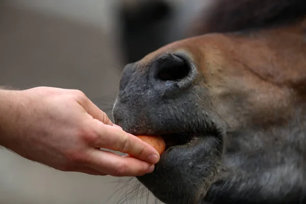 馬は甘いニンジンを手から食べる — ストック写真