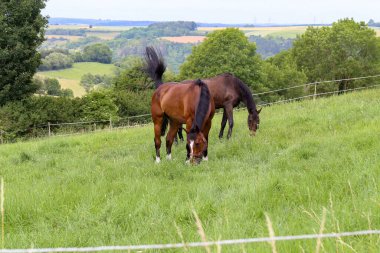 Atlar yazın çayırda otlar..