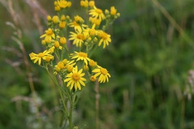 Bulanık yeşil çayır arka planında kır çiçekleri.