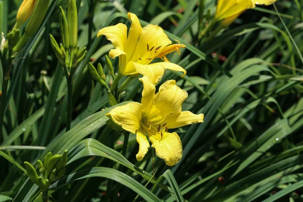 Πλήρης Άνθιση Του Κίτρινου Κρίνου Στον Κήπο Λουλούδια — Φωτογραφία Αρχείου