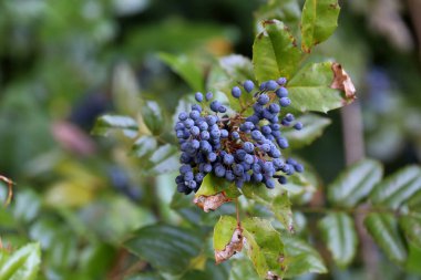 Ormandaki dallarda böğürtlen.