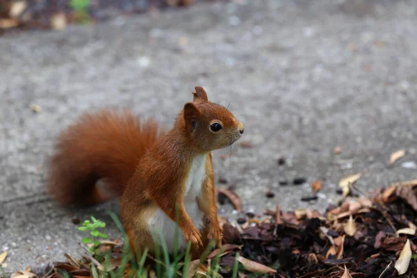 Esquilo Vermelho Recolhe Nozes Grama Parque — Fotografia de Stock