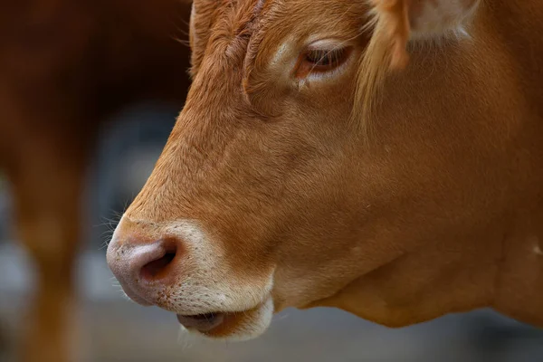 Tête Vache Une Vache Rouge Broutant Dans Une Prairie — Photo
