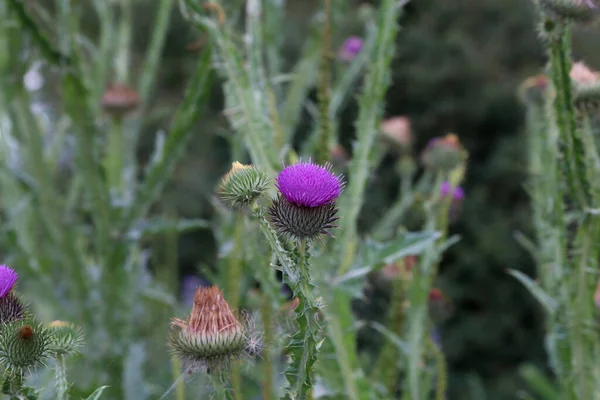 Lila Blüte Einer Distel Einem Städtischen Garten — Stockfoto