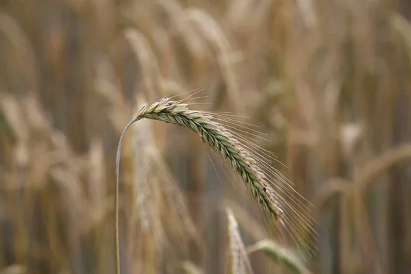野原で育つライ麦の黄金の耳 — ストック写真