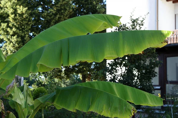 Foglia Banana Tropicale Grande Fogliame Nella Foresta Pluviale Sfondo — Foto Stock