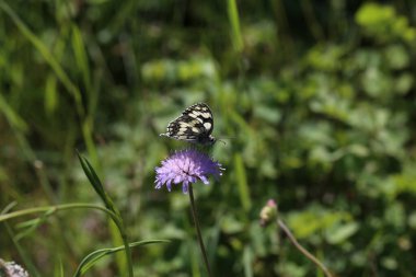 Melanargia galaksisi - Kırık bir çiçekte sarmaş dolaş beyaz bir kelebek.