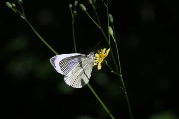 Μαύρη Veined Λευκή Πεταλούδα Κάθεται Ένα Λουλούδι Στην Άγρια Φύση — Φωτογραφία Αρχείου