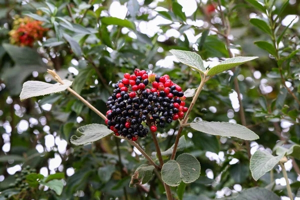 Elderberry Érik Ágak Egy Bokor — Stock Fotó