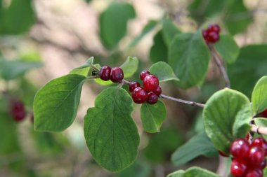 Yeşil çarşafların üzerinde çekilmiş güzel zehirli kurt üzümleri..