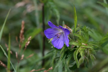 Bulanık yeşil çayır arka planında kır çiçekleri