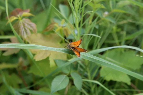 Uma vista de perto de uma grande borboleta Skipper — Fotografia de Stock