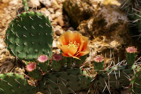 Kvetoucí pichlavá hruška s kaktusovým ovocem a květinami venku — Stock fotografie