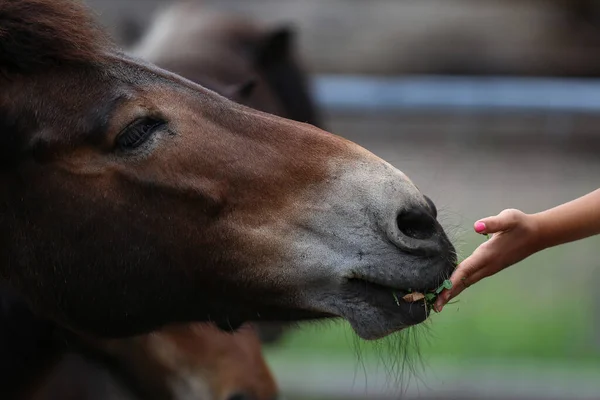 馬に草を与える女性の手 — ストック写真