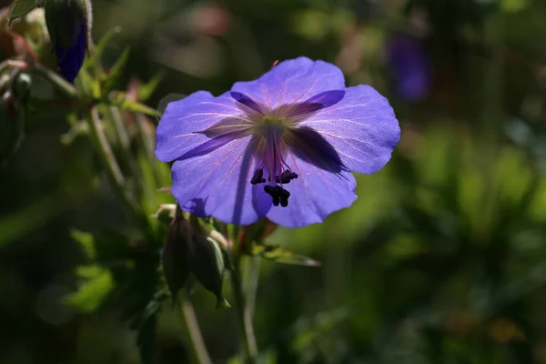 Γεράνι Pratense Λεπτά Μπλε Λουλούδια Του Λιβαδιού Γεράνι — Φωτογραφία Αρχείου