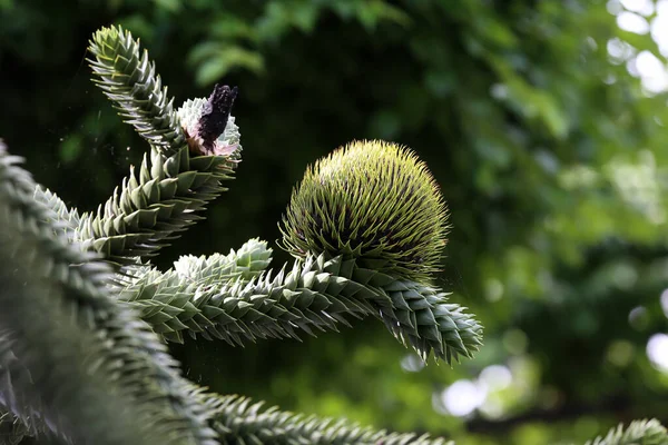 Větev Araucaria Araucana Opice Puzzle Strom Opice Ocas Strom Nebo — Stock fotografie