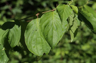 Yağmurdan sonra nem damlalarıyla yeşil yapraklar.