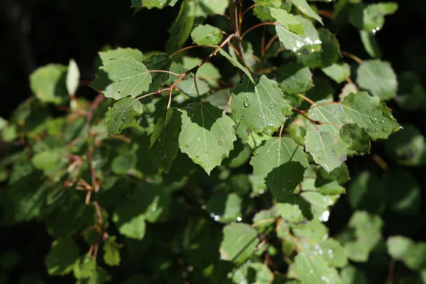 Feuilles Vertes Avec Gouttes Humidité Après Pluie — Photo