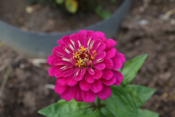 Isolado Flor Zinnia Natural Fundo Verde — Fotografia de Stock