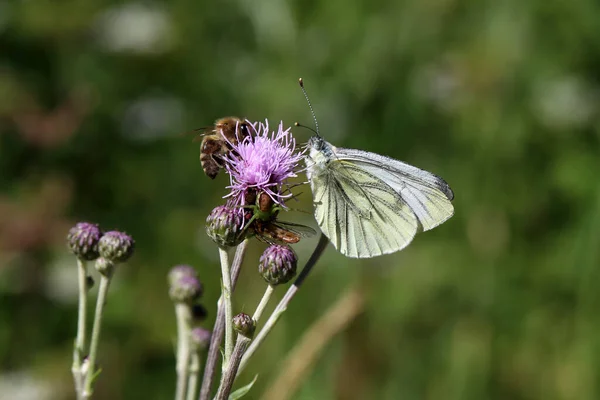 Borboleta Branca Véu Preto Senta Uma Flor — Fotografia de Stock