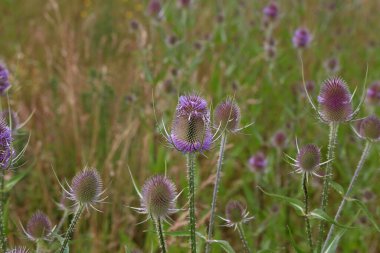 Dipsacus fullonum - Green wild Teasel or thistle, spiky plant with thorn on a meadow. clipart