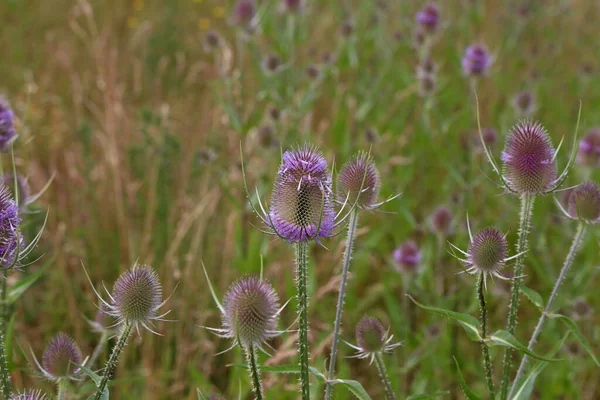 Dipsacus Fullonum Teasel Salvaje Verde Cardo Planta Espinosa Con Espina — Foto de Stock