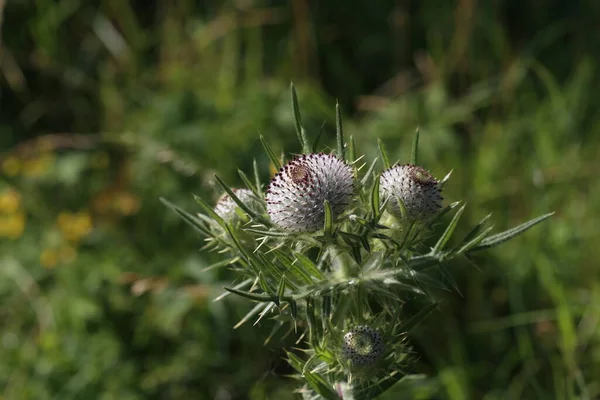 Distelblüte Sommer Auf Dem Feld — Stockfoto