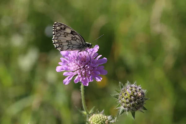 Melanargia Galathea Papillon Blanc Marbré Nectaring Sur Une Fleur Gale — Photo