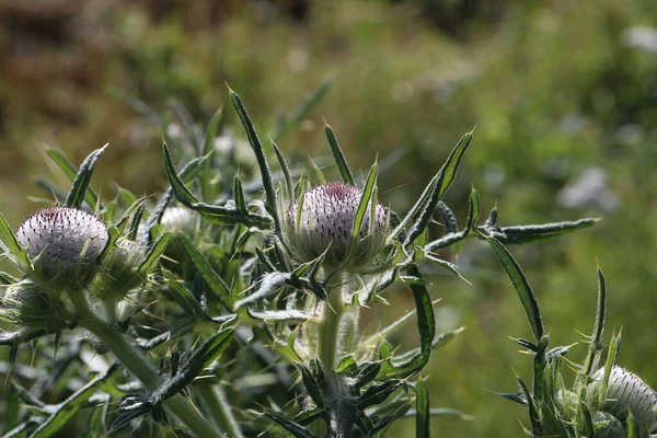 Thistle Λουλούδι Στο Πεδίο Καλοκαίρι — Φωτογραφία Αρχείου