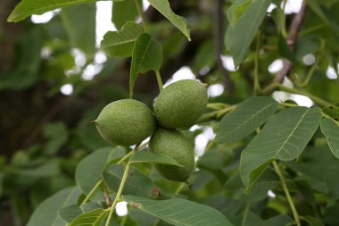 Ceviz ağacının yeşil meyvesi..