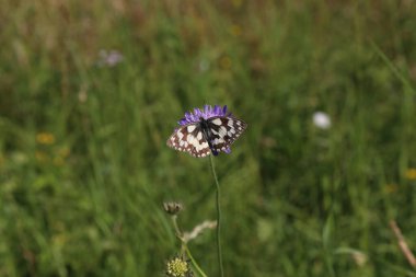 Melanargia galaksisi - Kırık bir çiçekte sarmaş dolaş beyaz bir kelebek.