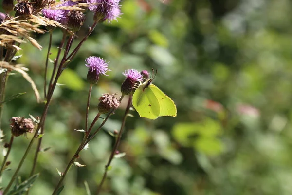 Gonepteryx Rhamni Borboleta Enxofre Comum Uma Flor — Fotografia de Stock