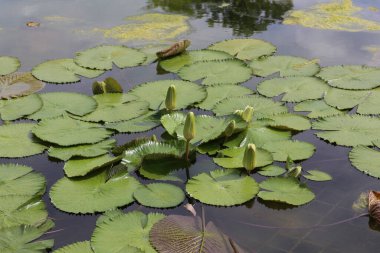 Nilüfer çiçekleri suda çiçek açıyor..