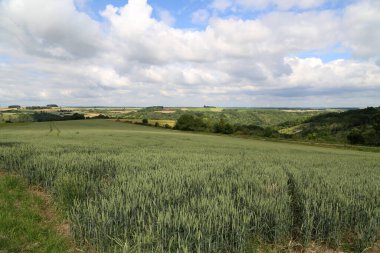 Yeşil dikenli buğday tarlasıyla yaz manzarası