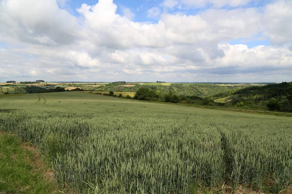 Sommerlandschaft Mit Grünem Stacheligen Weizenfeld — Stockfoto