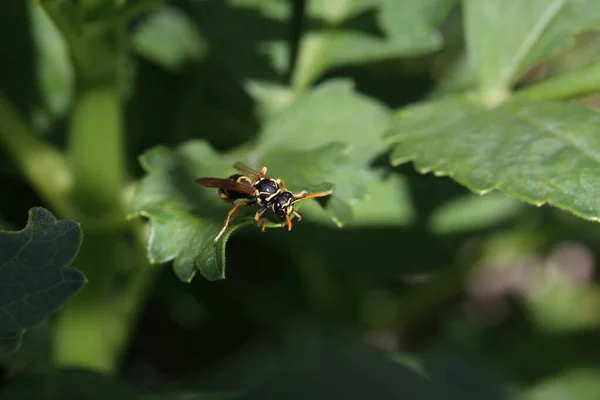 Wasp Sits Green Leaf Garden — Stock Photo, Image