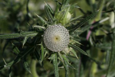 Yazın tarlada devedikeni çiçeği.