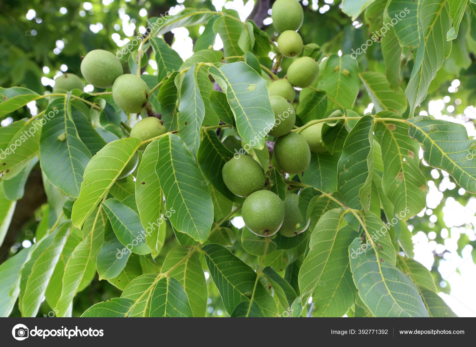 Green Fruit Walnut Leaves Tree Stock Photo by ©Malleo 392771392