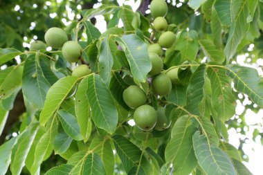 Ceviz ağacının yeşil meyvesi..