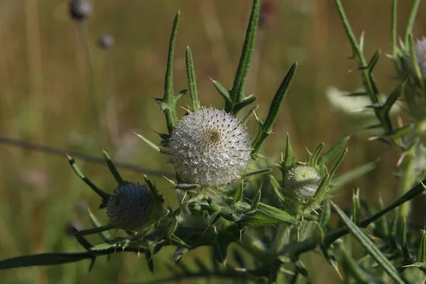 夏に野のアザミの花 — ストック写真