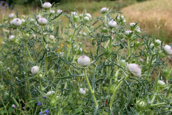 Distel Bloem Het Veld Zomer — Stockfoto