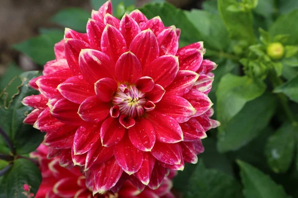 Vereinzelte Natürliche Dahlienblüte Auf Grünem Hintergrund — Stockfoto